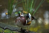 Puzzled Wood Duck