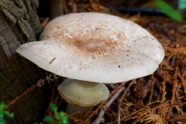 A Fungus Among Us II
