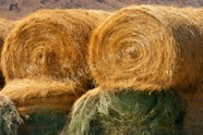 Rollin' in the Hay