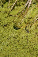 Peek-A-Boo Frog
