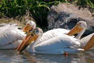 Pelicans on Patrol